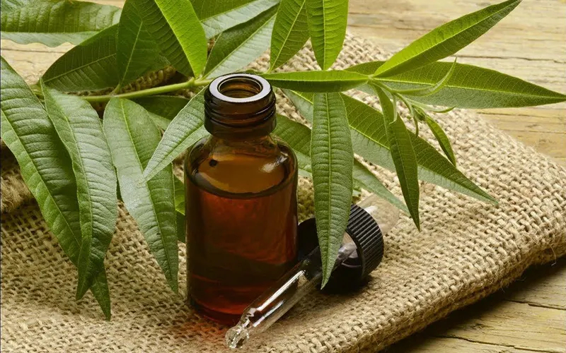 Tea Tree Oil Image